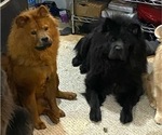 Small Photo #1 Chow Chow Puppy For Sale in PITTSFIELD, NH, USA