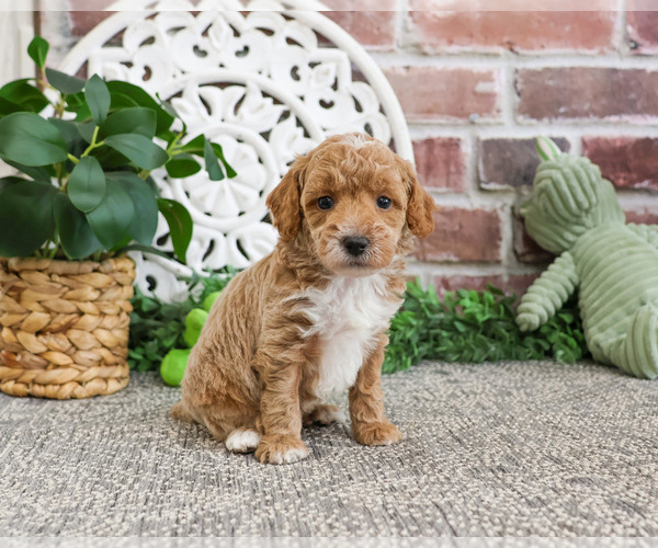 Medium Photo #10 Poodle (Miniature) Puppy For Sale in SYRACUSE, IN, USA