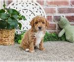 Small #9 Poodle (Miniature)