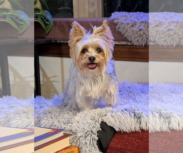 Medium Photo #6 Mutt Puppy For Sale in St. Louis Park, MN, USA