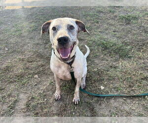 Bluetick Coonhound Dogs for adoption in Ocala, FL, USA