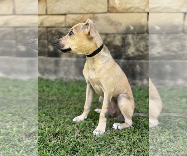 Medium Photo #7 Mutt Puppy For Sale in PIPE CREEK, TX, USA