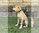 Small #6 Mutt
