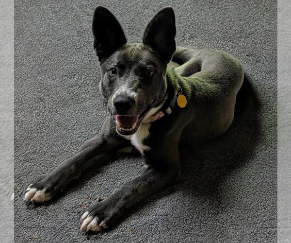 Medium Photo #12 Mutt Puppy For Sale in Boston, MA, USA