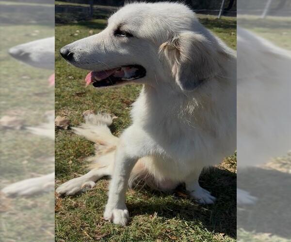 Medium Photo #1 Great Pyrenees Puppy For Sale in Conroe, TX, USA