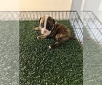 Small Photo #4 American Bully Puppy For Sale in TEMPLE HILLS, MD, USA
