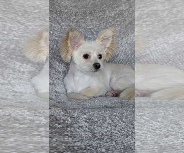 Medium Photo #3 Mutt Puppy For Sale in Oakhurst, NJ, USA