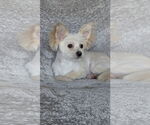 Small #2 Mutt