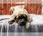 Puppy Abbie Mastiff