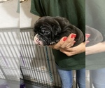 Small Photo #1 Olde English Bulldogge Puppy For Sale in FOSTER, RI, USA