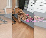 Small #5 Goldendoodle