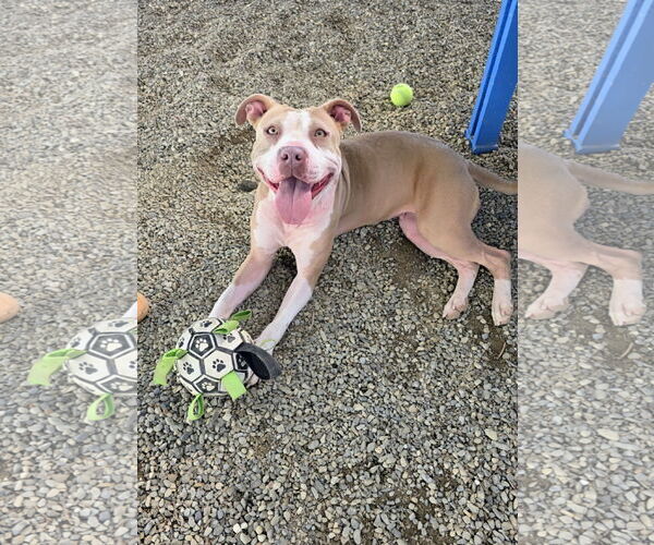 Medium Photo #3 American Pit Bull Terrier-Unknown Mix Puppy For Sale in Rockaway, NJ, USA