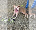 Small #2 American Pit Bull Terrier Mix