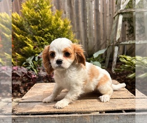 Cavalier King Charles Spaniel Puppy for sale in MIDDLEBURY, IN, USA
