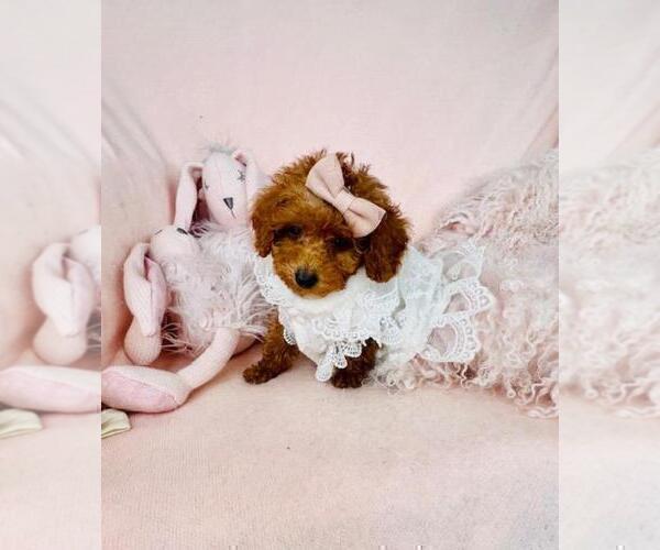 Medium Photo #19 Poodle (Toy) Puppy For Sale in ORLANDO, FL, USA