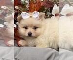 Small #2 Pomeranian