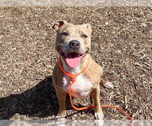 Mutt Dogs for adoption in Orange, CA, USA