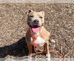 NALA - Female Mutt Dog for Adoption - Small photo