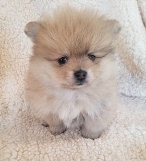 Pomeranian Puppy for sale in CARROLLTON, GA, USA