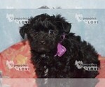 Small Photo #3 Poodle (Toy)-Yorkshire Terrier Mix Puppy For Sale in SANGER, TX, USA