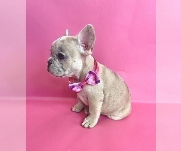 Medium Photo #12 French Bulldog Puppy For Sale in ATHERTON, CA, USA