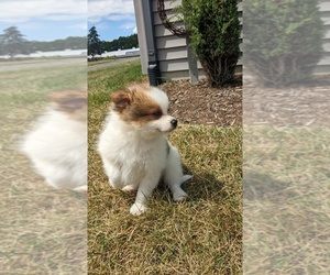 Pomeranian Puppy for Sale in GOSHEN, Indiana USA