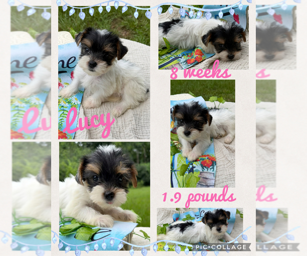 Medium Photo #1 Yorkshire Terrier Puppy For Sale in NACOGDOCHES, TX, USA