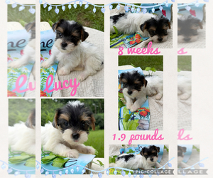 Yorkshire Terrier Puppy for sale in NACOGDOCHES, TX, USA