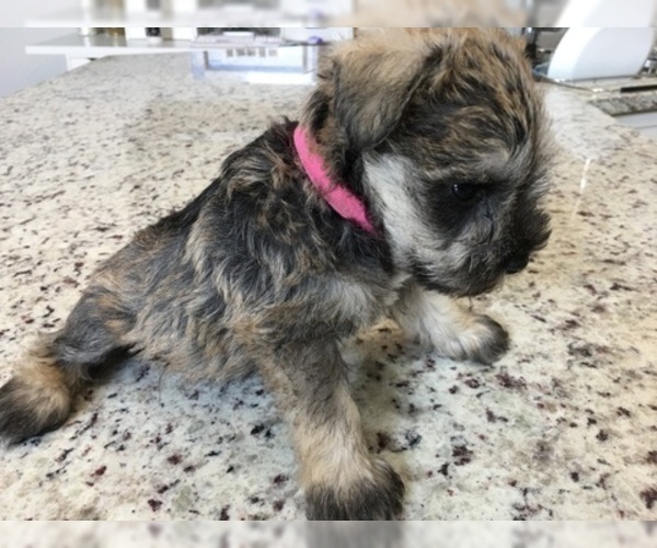 Medium Photo #3 Schnauzer (Miniature) Puppy For Sale in VALRICO, FL, USA