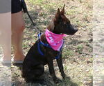 Small #1 Border Collie-Dutch Shepherd  Mix