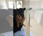 Small Photo #2 Belgian Malinois Puppy For Sale in FRESNO, CA, USA