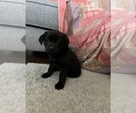 Small Photo #4 Labrador Retriever Puppy For Sale in BEECH GROVE, IN, USA