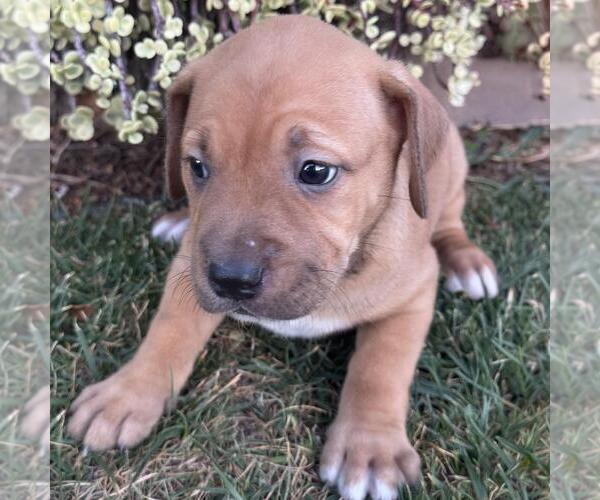 Medium Photo #2 Labrador Retriever-Unknown Mix Puppy For Sale in San Diego, CA, USA