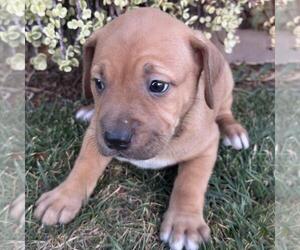 Justice Pup - Chamber - Male Labrador Retriever-Unknown Mix Dog for Adoption - Photo #2