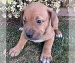 Small Photo #2 Labrador Retriever-Unknown Mix Puppy For Sale in San Diego, CA, USA