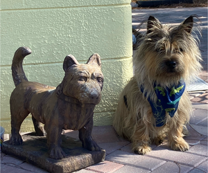 Father of the Cairn Terrier puppies born on 04/07/2022