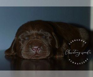 Labrador Retriever Puppy for sale in MADERA, CA, USA