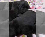 Small Photo #23 Labrador Retriever Puppy For Sale in OLYMPIA, WA, USA