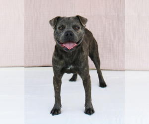 Mutt Dogs for adoption in Pasadena, CA, USA