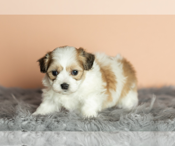 Medium Photo #1 Zuchon Puppy For Sale in WOLCOTTVILLE, IN, USA