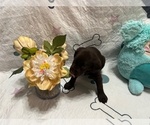 Small #2 Labrador Retriever