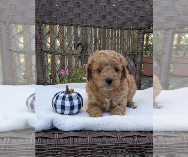 Medium Photo #23 Cock-A-Poo-Poodle (Miniature) Mix Puppy For Sale in SALEM, MO, USA