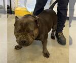 Small American Pit Bull Terrier