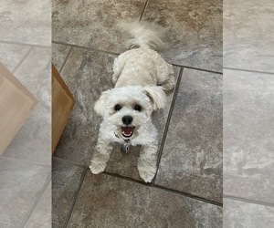 Bichon Frise Puppy for sale in WENTZVILLE, MO, USA