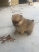 Small Photo #5 Pomeranian Puppy For Sale in BAKERSFIELD, CA, USA
