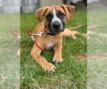 Small #12 Labrador Retriever Mix