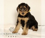 Small #4 Airedale Terrier