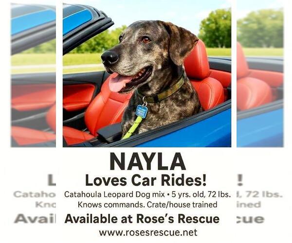 Medium Photo #27 Catahoula Leopard Dog-Unknown Mix Puppy For Sale in Rootstown, OH, USA