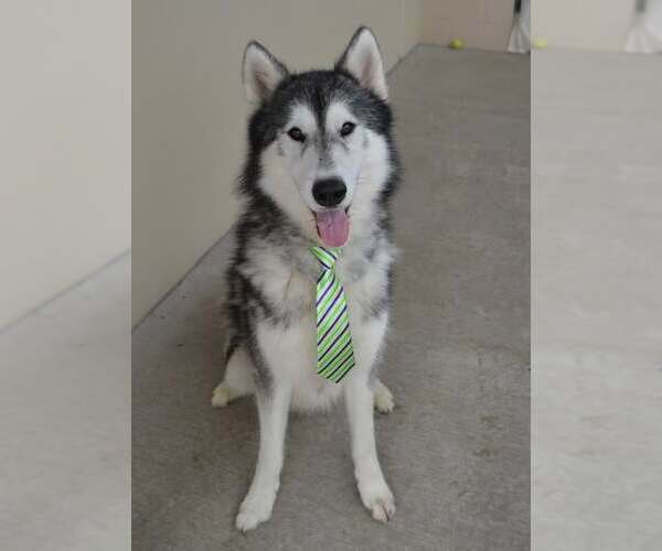 Medium Photo #1 Alaskan Malamute-Unknown Mix Puppy For Sale in McKinney, TX, USA