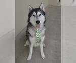 Small Alaskan Malamute Mix